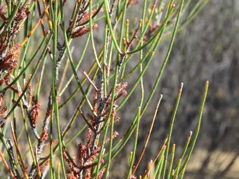 341_allocasuarina_acutivalvis_mr_img_0020.jpg