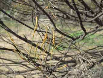 341_allocasuarina_acutivalvis_sk_img_8341.jpg