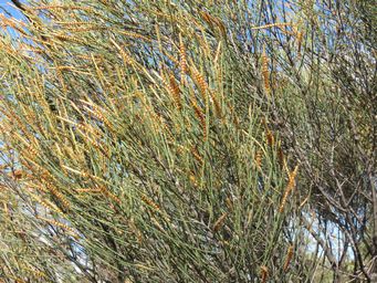 341_allocasuarina_acutivalvis_sk_img_8343.jpg