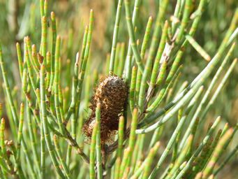 341_allocasuarina_corniculata_img_9888.jpg