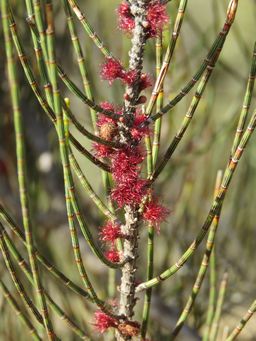 341_allocasuarina_corniculata_img_9910.jpg