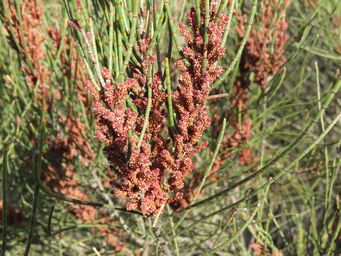 341_allocasuarina_spinosissima_img_9874.jpg