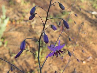 341_arthropodium_dyeri_img_1529c.jpg