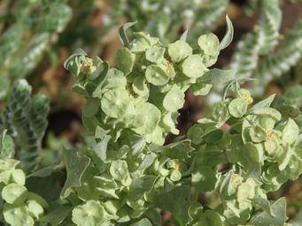 341_atriplex_codonocarpa_img_2075.jpg