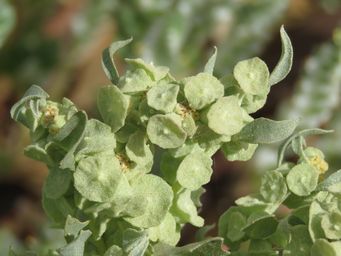 341_atriplex_codonocarpa_img_2076.jpg