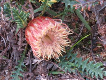 341_banksia_dallanneyi_img_4265.jpg