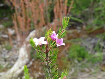 341_boronia_stricta_img_0117.jpg