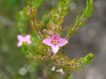 341_boronia_stricta_img_0120.jpg