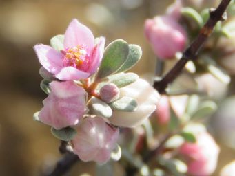 341_boronia_ternata_img_0013c.jpg