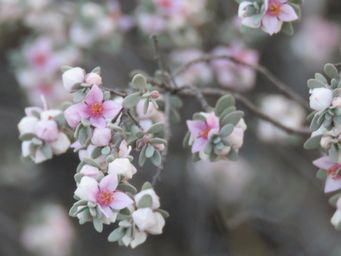 341_boronia_ternata_img_9933c.jpg