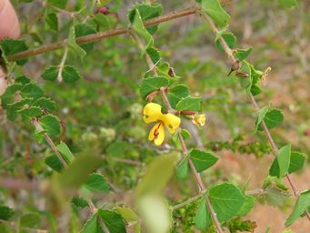 341_bossiaea_aquifolium_img_0128.jpg