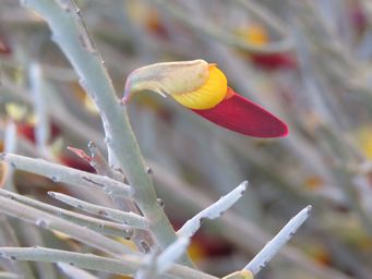 341_bossiaea_cucullata_img_4578.jpg