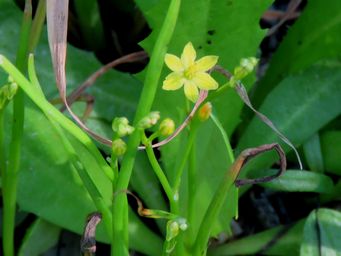 341_bulbine_semibarbata_img_9809cca.jpg