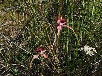 341_caladenia_arenicola_wireless_hll_img_4175c.jpg