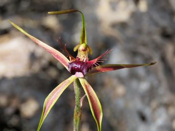 341_caladenia_brownii_img_5906.jpg