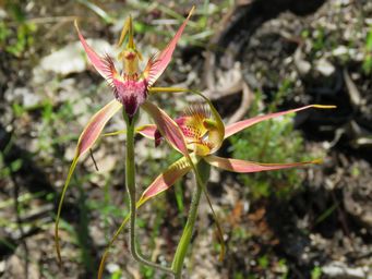 341_caladenia_brownii_img_5909ca.jpg