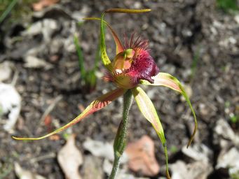 341_caladenia_brownii_img_5960ca.jpg