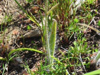 341_caladenia_brownii_leaf_img_5894c.jpg