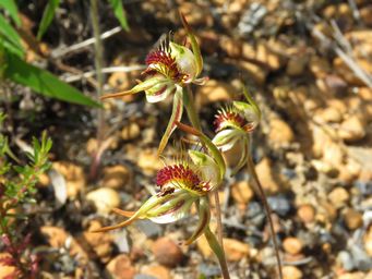 341_caladenia_corynephora_img_0223ca.jpg