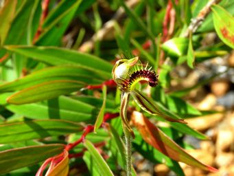 341_caladenia_corynephora_img_0226a.jpg