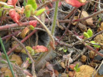 341_caladenia_corynephora_leaf_img_0219c.jpg