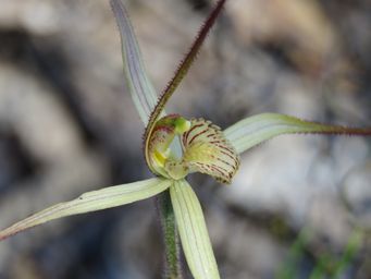 341_caladenia_cream_img_0695.jpg