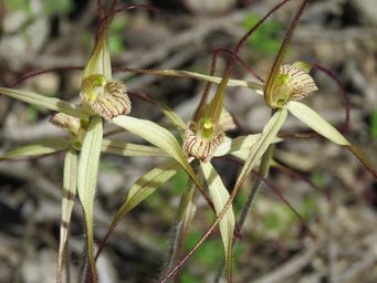 341_caladenia_cream_img_0730.jpg