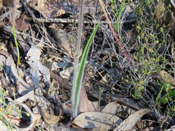 341_caladenia_cream_leaf_img_0696.jpg