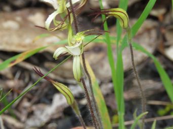 341_caladenia_dorrienii_buds_img_3764c.jpg