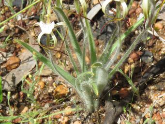 341_caladenia_dorrienii_foliage_img_3856c.jpg