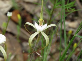 341_caladenia_dorrienii_img_3787a.jpg