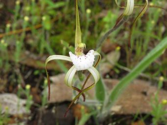 341_caladenia_dorrienii_img_3789ac.jpg