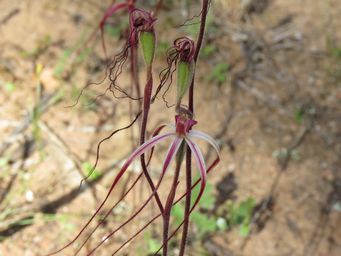 341_caladenia_filifera_hybrid_img_2949.jpg