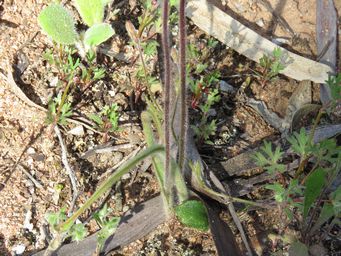 341_caladenia_filifera_hybrid_leaf_img_2950c.jpg