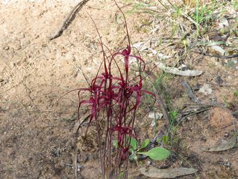 341_caladenia_filifera_img_2954.jpg