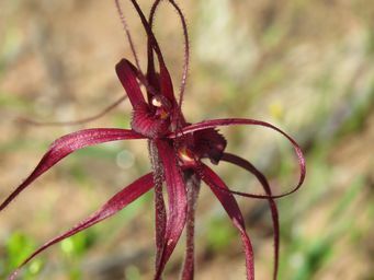 341_caladenia_filifera_img_2968.jpg