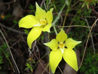 341_caladenia_flava_lutea_img_1485c.jpg