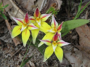 341_caladenia_flava_ssp_late_red_img_6352c.jpg