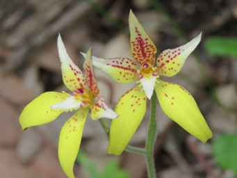 341_caladenia_flava_ssp_sylvestris_img_5765c.jpg