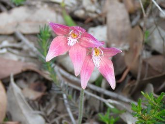 341_caladenia_flava_x_nana_img_0411c.jpg