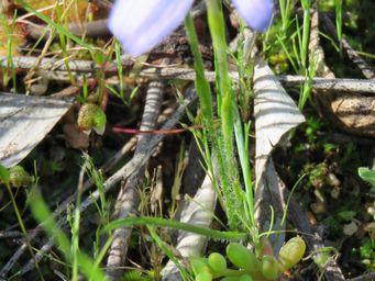 341_caladenia_footeana_foliage_totadgin_rock_c.jpg