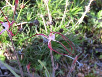 341_caladenia_footeana_totadgin_rock_img_9603a.jpg