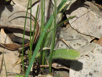 341_caladenia_hirta_ssp_hirta_foliage_mickalurrup_img_1812c.jpg