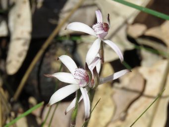 341_caladenia_hirta_ssp_hirta_mickalurrup_img_1808c.jpg