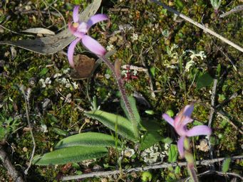 341_caladenia_hirta_ssp_rosea_foliage_totadgin_img_9604c.jpg