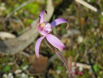 341_caladenia_hirta_ssp_rosea_totadgin_img_9605c.jpg