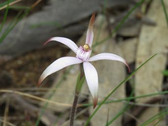 341_caladenia_hirta_ssp_rosea_wh_img_2697ca.jpg