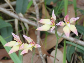 341_caladenia_hybrid_img_5746cc.jpg