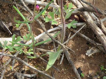 341_caladenia_incensum_foliage_w_img_8788c.jpg