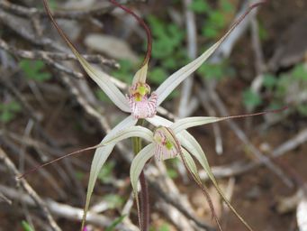 341_caladenia_incensum_w_img_8787.jpg